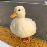 头疼鸭子的头像-运营芽-多元化成长学习社区